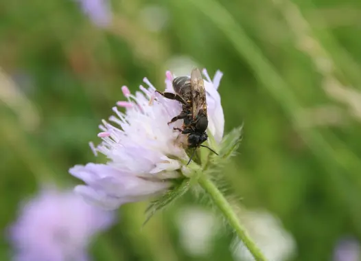 Die ökologische Bedeutung der Wildbienen liegt vor allem in der Bestäubung von einheimischen Wildpflanzen.
